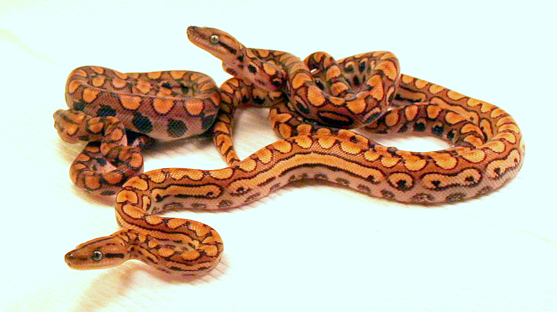 BRB Morphs - Reptile Forums